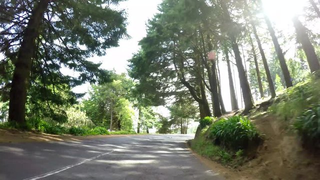 Drivers View &ndash; Driving in Madeira (Portugal) on a country road in a forest (P.O.V.)
