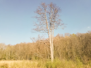 Fototapeta premium arbre