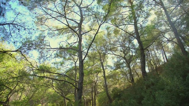 River in a forest (Seven springs, Epta piges) in Rhodes, Greece.