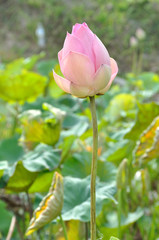 Pink lotus