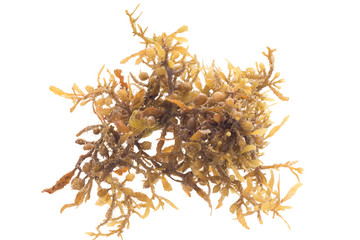 Seaweed - Sargassum fluitans. Isolated on white background