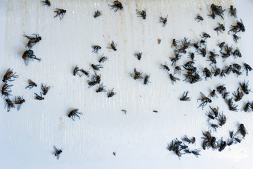 Flies caught in the traps