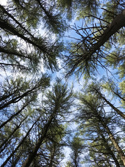 Looking up into the pines