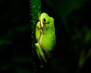 Little Green Tree frog in a dark forest (Landscape)