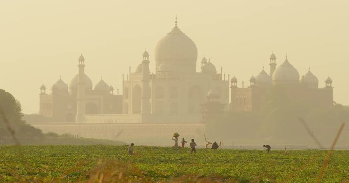 Kakri (Indian Cucumber), and Ghiya (Bottle Gourd) farmers work with the Taj Mahal