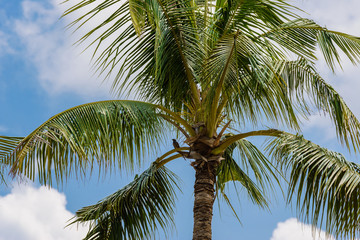 coconut tree and blue sky