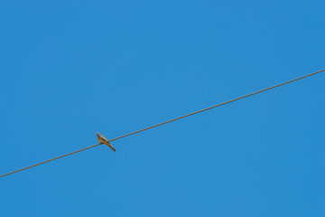 The bird perched on a cable line on sky background.