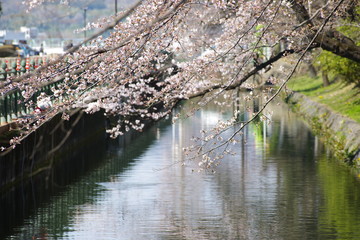 Fototapeta na wymiar River cherry blossom 