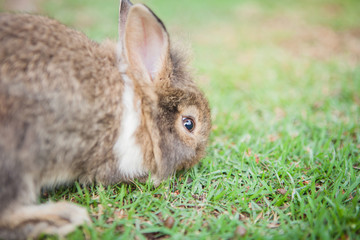 Funny baby rabbits in grass.