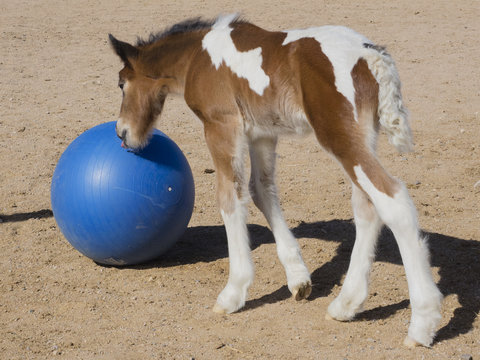 Gypsy Horse Foal with Blue Ball