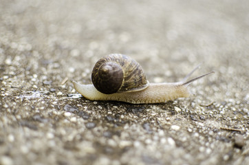 snail