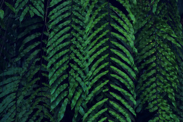 Real tropical leaves background, jungle foliage