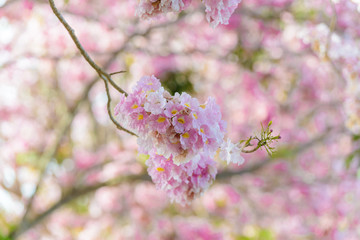 Tabebuia rosea is a Pink Flower neotropical tree and blue sky
