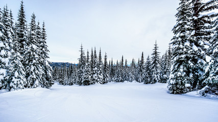 Obraz premium Snow covered trees in the winter landscape of the high alpine at the ski resort of Sun Peaks in the Shuswap Highlands of central British Columbia, Canada