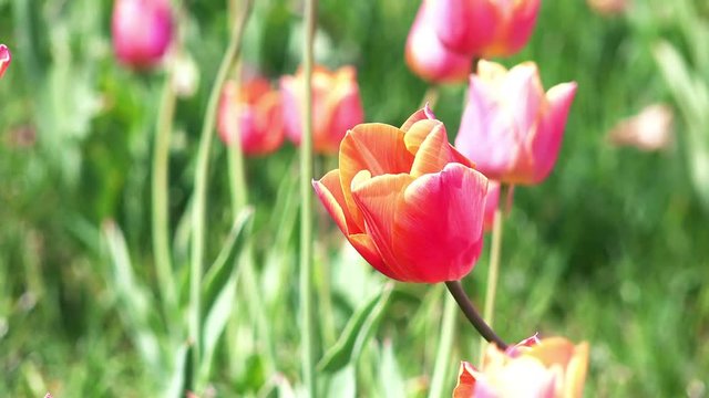 Close-up View of Colorful Tulips Swaying on Wind