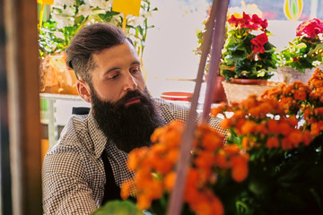 The bearded stylish flower seller holds pink roses in a market shop.
