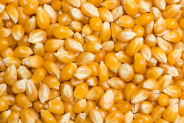 Prepared raw popcorn for cooking