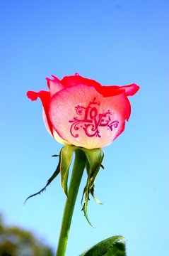 Sticker for flowers