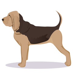 Bloodhound dog - obrazy, fototapety, plakaty