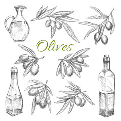 Olives vector sketch icons of olive oil product