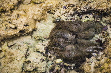 サンゴ礁の潮だまり　イソギンチャク