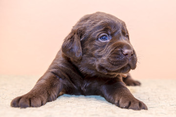 Puppy retriever labrador retriever dog brown chocolate color

