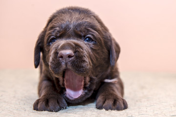 Puppy retriever labrador retriever dog brown chocolate color
