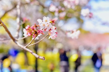 Close-Up of Pink Flowers on a Cherry Blossom Tree