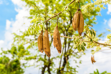 the fresh pods bombax hanging on prickly tree, bombax ceiba, kapok pods,