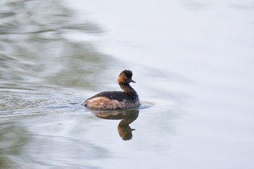 Black-necked grebe, Podiceps nigricollis, Single bird on water