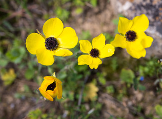 Yellow anemone coronaria wild flower