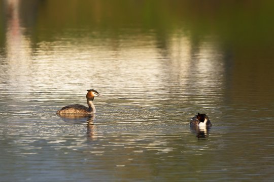 Couple of great crested grebe podiceps cristatus male and female ducks doing courtship on water