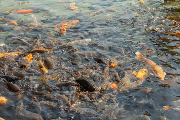 fish of various species feeding on the surface of water in the afternoon with the sun.