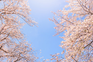 桜の花。日本を象徴する花木。