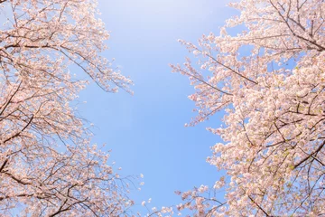 Crédence de cuisine en verre imprimé Fleur de cerisier 桜の花。日本を象徴する花木。