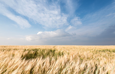 Golden wheat field and sky