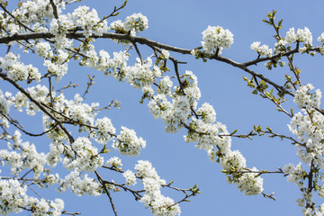 White cherry blossoms on a branch.