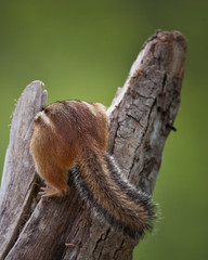 Fototapeta premium Bringing Up the Rear