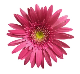 Fotobehang Pink  gerbera flower on white isolated background with clipping path.   Closeup.  no shadows.  For design.  Nature. © nadezhda F