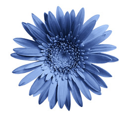 Blue gerbera flower on white isolated background with clipping path.   Closeup.  no shadows.  For design.  Nature.