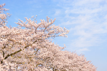 桜の花。日本を象徴する花木。