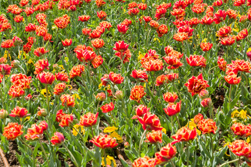 Colourful tulip flower, Tulip flower and green leaves background.