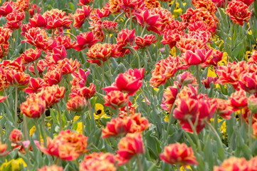 Colourful tulip flower, Tulip flower and green leaves background.