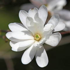 White Magnolia flowers