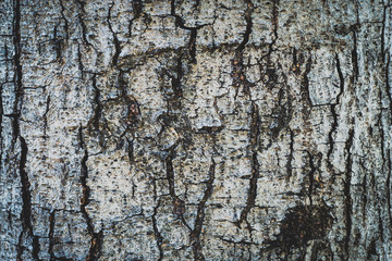 Tree bark texture background.
