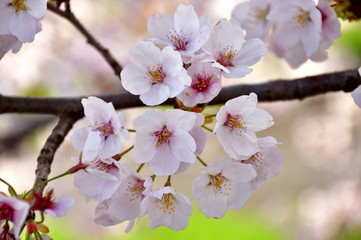 桜