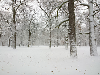 Winter in the park.