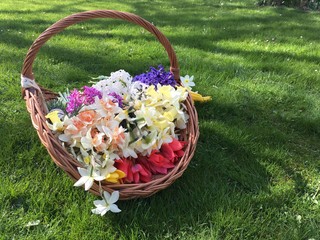 Fototapeta na wymiar Basket of spring flowers