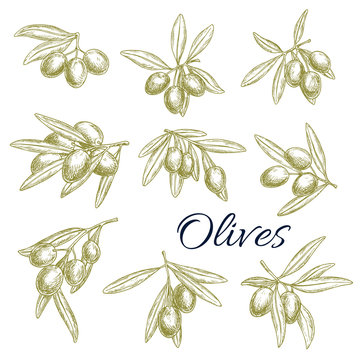 Vector sketch icons of fresh green olives branches