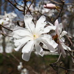 White Magnolia flowers